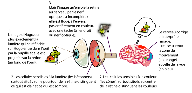 Hugo l'escargot
