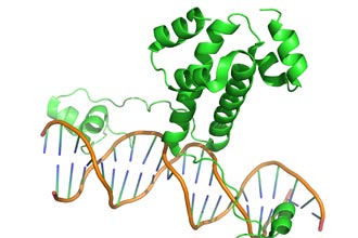 Formation en biotechnique finalité bioinformatique